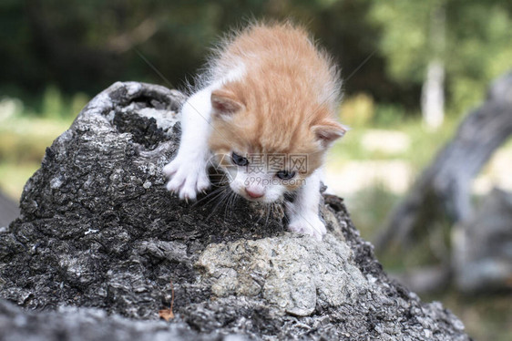 新生猫儿在自然界玩耍一只幼猫在大自然中第一次没有母亲设计时的鱼群背景很美图片