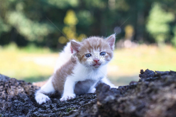 新生猫儿在自然界玩耍一只幼猫在大自然中第一次没有母亲设计时的鱼群背景很美图片