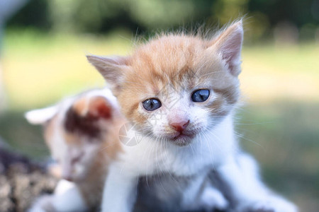 新生猫儿在自然界玩耍一只幼猫在大自然中第一次没有母亲设计时的鱼群背景很美图片