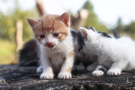 新生猫儿在自然界玩耍一只幼猫在大自然中第一次没有母亲设计时的鱼群背景很美图片