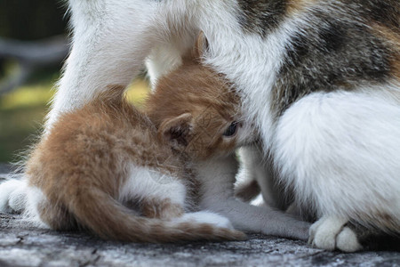 猫妈和她的孩子小猫对质的小猫宠物牛奶农村的宠物图片