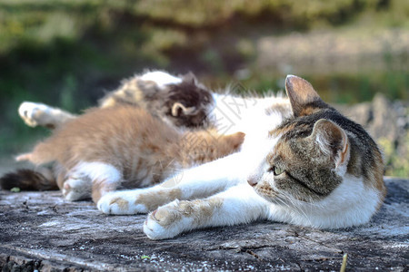 猫妈和她的孩子小猫对质的小猫宠物牛奶农村的宠物图片