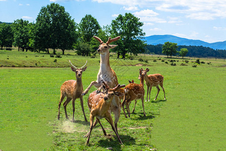 绿野生的野生动物鹿农场背景图片