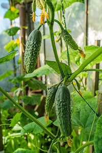 在温室的新鲜黄瓜种植蔬菜的家用温图片