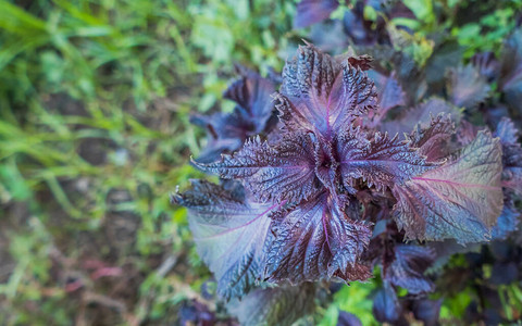 紫苏植物紫针户外紫苏叶户外图片
