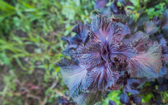 紫苏植物紫针户外紫苏叶户外图片