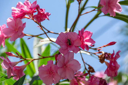 夹竹桃粉红色纬度Nerium是一种常绿的南方植物有选择的焦点的粉红色异国情调的花朵明信片的美丽背景夏季鲜艳的花朵图片