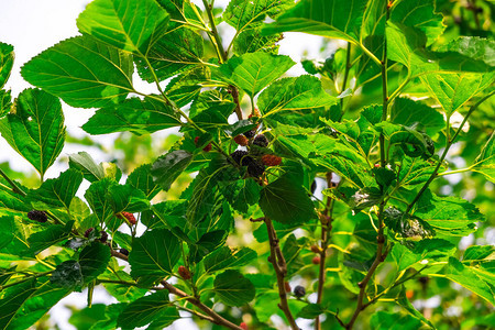 黑色木莓淡薄的树图片