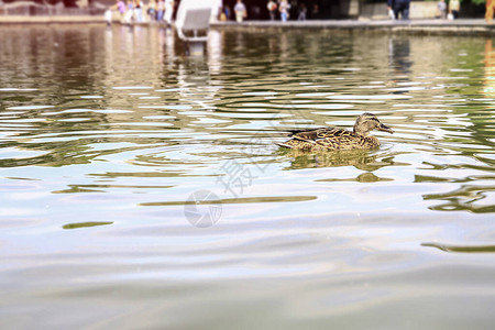 鸟儿在公园的湖上游泳图片