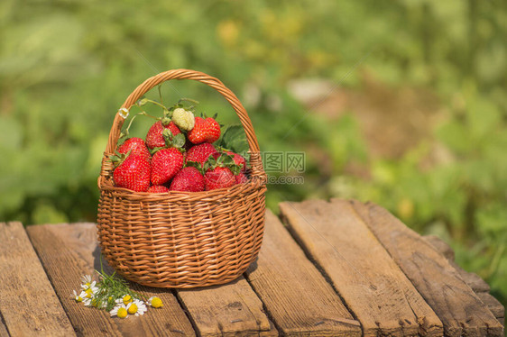 在草莓植物附近装满草莓的篮子新鲜采摘的草莓在花园里度图片