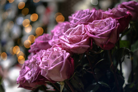 美丽的紫粉花束玫瑰花图片