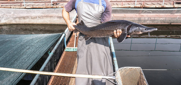 美丽的大灰鱼在工厂人的渔夫手中在农场生产和养殖鲟鱼和白背景图片