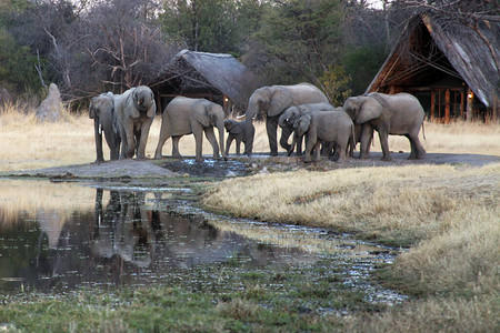 非洲丛林象Loxodontaafricana和营地中的一群大象一群大象在营地图片