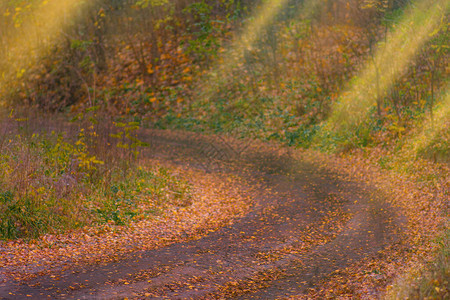 秋天穿过森林的小径五颜六色的秋天小径秋天的林道美丽的早晨在图片