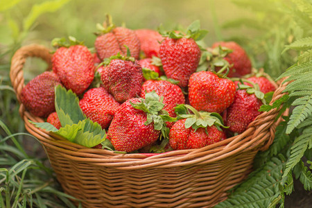 在篮子里收获草莓与自然同在各种多汁图片
