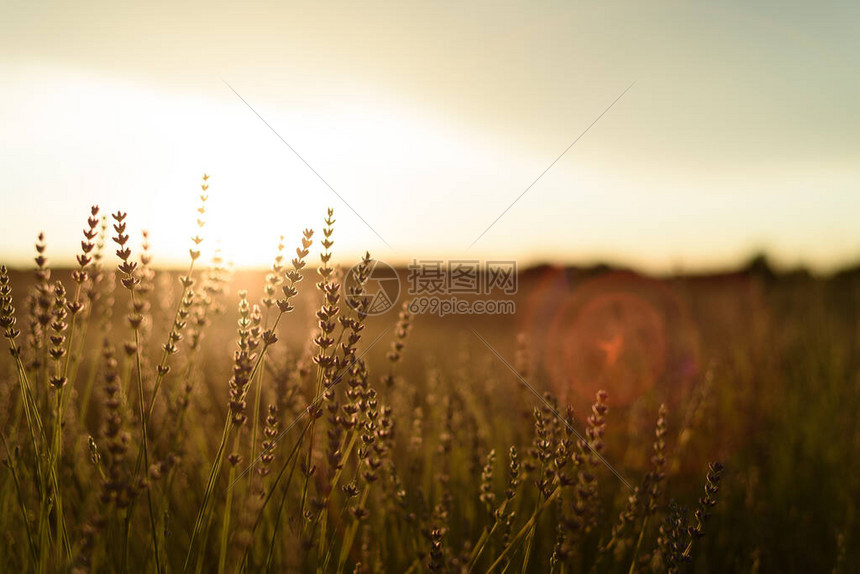 瓜达拉哈州布里胡埃加夏季日落风景高清图片下载正版图片506633159摄图网