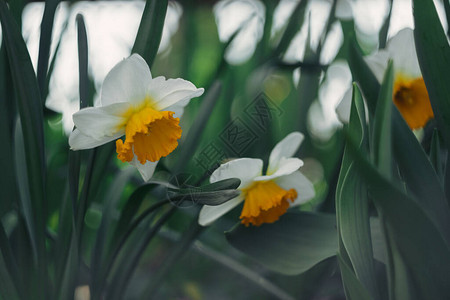一朵美丽的浅黄色水仙花图片