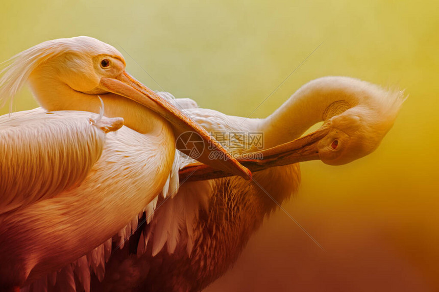 鹈鹕VS篮网直播