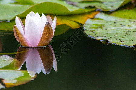 荷叶插画热带美丽的睡莲在宁静的水面上盛放背景