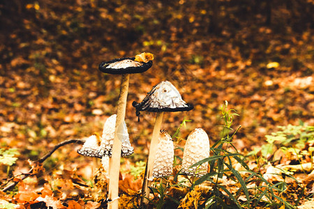 墨菇鸡腿菇毛茸的墨帽秋林中的毒蘑菇选图片