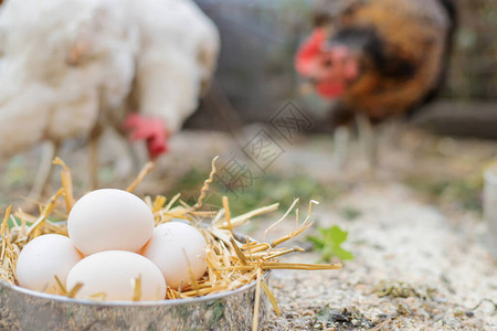 农场干草里新鲜鸡蛋图片