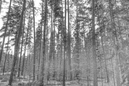 冬天白雪皑的森林黑白照片图片