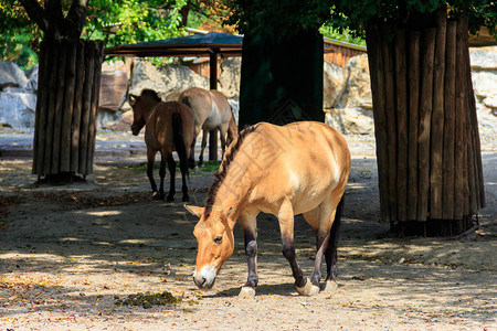 Przewalski的马EquiusPrzewalskii或Equusferusprzewalskii也被称为蒙古野马图片