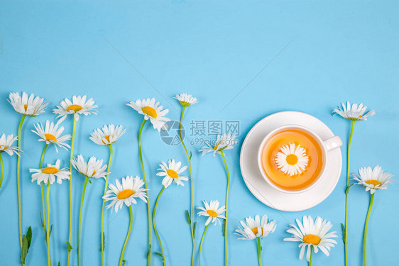 来自洋甘菊花的凉茶和蓝色背景上的一束雏菊图片