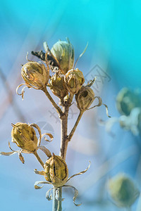 芙蓉种子盒如何收集芙蓉种子从芙蓉植物中收集种子在干燥的日子收集成图片