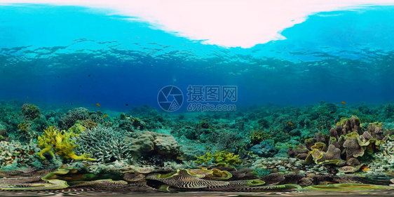 珊瑚礁水下与鱼类和海洋生物珊瑚礁和热带鱼图片