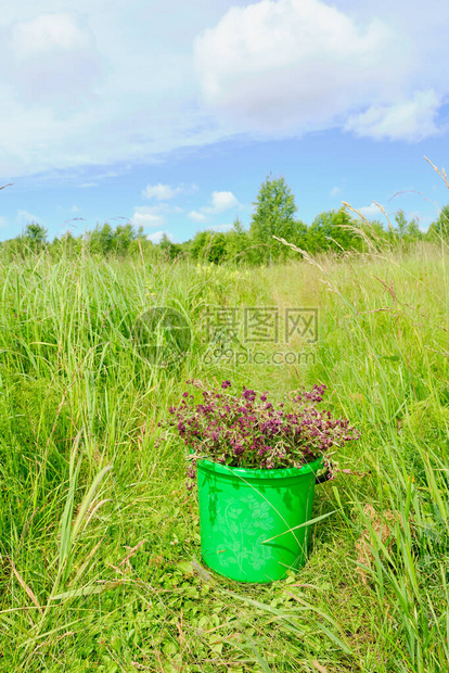 在草地间的一条小路上绿色桶图片