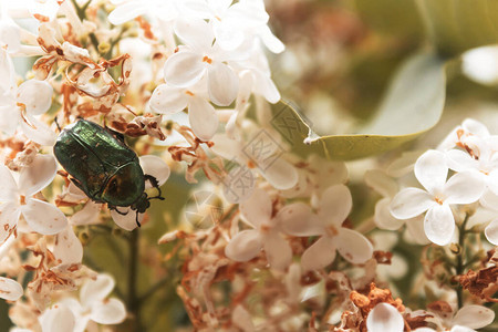 CetoniaAurata花金龟子绿色六月甲虫Bug昆虫宏背景图片