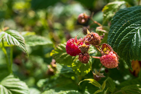 日光草莓灌木上是红莓烤图片