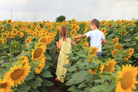 两个孩子在地里种着向日葵男孩和女孩一起站在图片