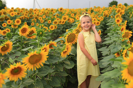穿着黄色连衣裙的漂亮女孩在向日葵的田野里向日葵的高花中一图片