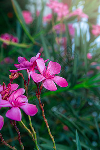 花园里盛开的粉红色夹竹桃花或nerium选择焦点复制空间开花的春天图片