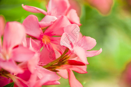 花园里盛开的粉夹竹桃花或nerium选择焦点复制空间开花的春天图片