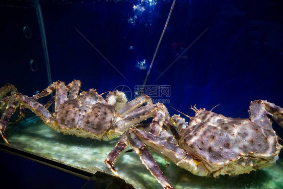 水族馆内的阿拉斯加蜘蛛蟹图片