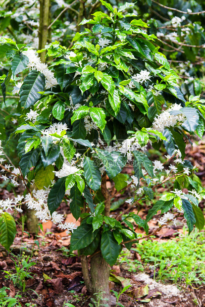 萨尔瓦多的Coffe种植园图片