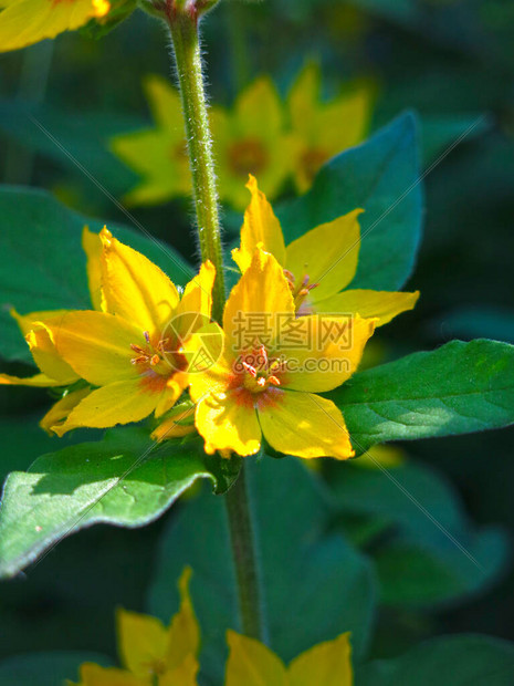 马鞭草夏天开花黄花图片