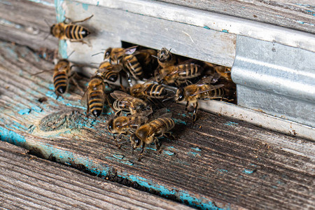 蜜蜂的细胞蜂巢附近的蜜图片