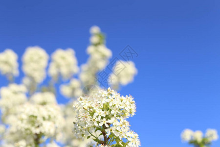 美丽的春天背景白樱花树的枝子在清蓝的天空图片