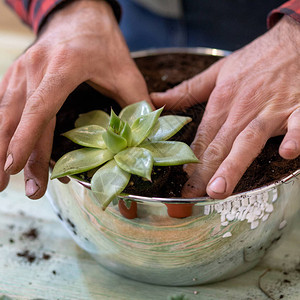 园丁制作种植多肉植物仙人掌的玻璃容器图片
