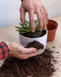 园丁制作种植多肉植物仙人掌的玻璃容器图片