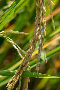 在有机田地农业概念中紧贴稻谷图片
