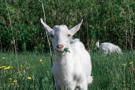 黑白山羊站在绿色背景的绿色牧场上图片