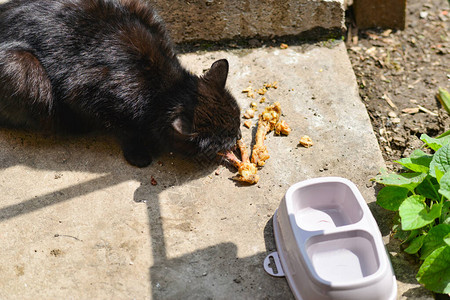 黑猫吃骨头接下图片