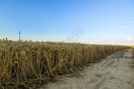 路经过一片田地小麦熟了图片