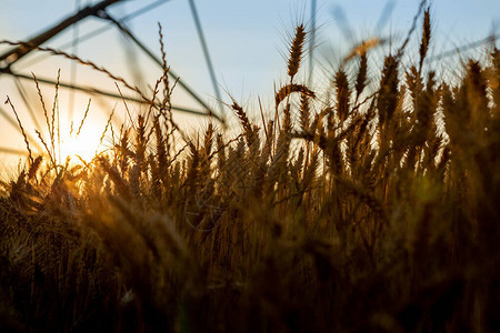 日落时小麦的近距离拍摄图片