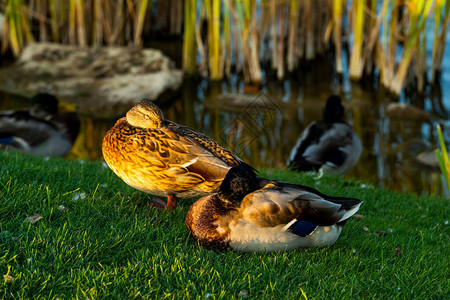 水禽池塘附近的野鸭图片